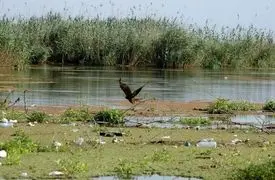 فیلم/ تالاب انزلی خشک شد