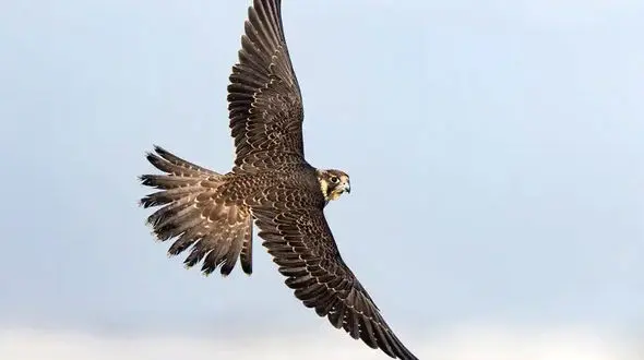 فیلم / سرقت دوربین توسط پرنده سارق در نیوزلند