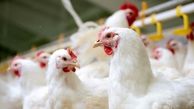 هر کیلو مرغ زنده ۸ هزار و ۴۰۰ تومان / مرغ گرم ۱۲ هزار و ۴۰۰ تومان