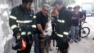 عملیات ویژه آتش نشانان ایلامی برای نجات سگ نگهبان / در محاصره آتش بود + عکس