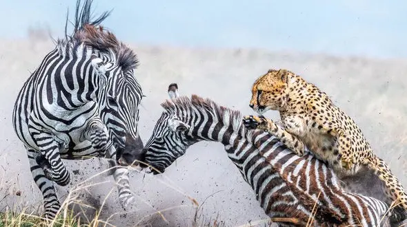 از زیبایی های حیات وحش