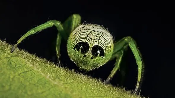 تصاویر دیدنی از عنکبوت های عجیب و غریب دنیا