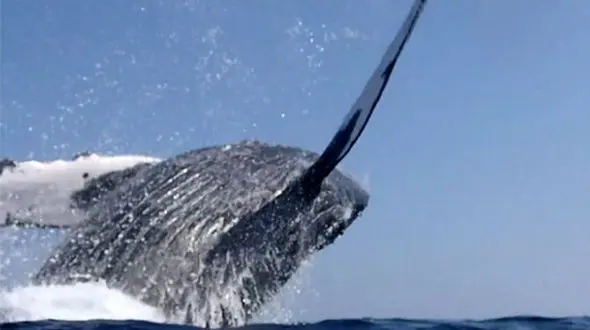 یک غواص با نامزدش مرگ را به چشم خود دیدند + فیلم 