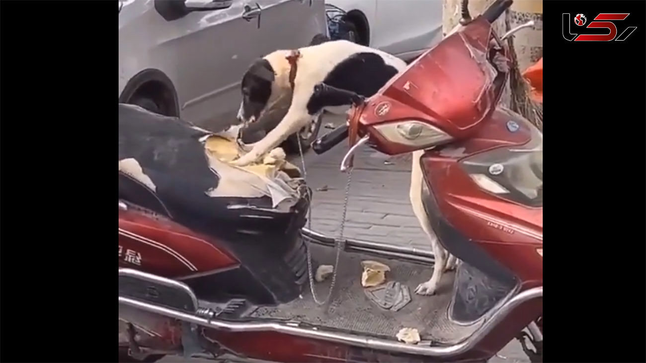 ببینید / شوک به یک موتورسوار / خسارت پر هزینه یک سگ به صاحبش! + فیلم