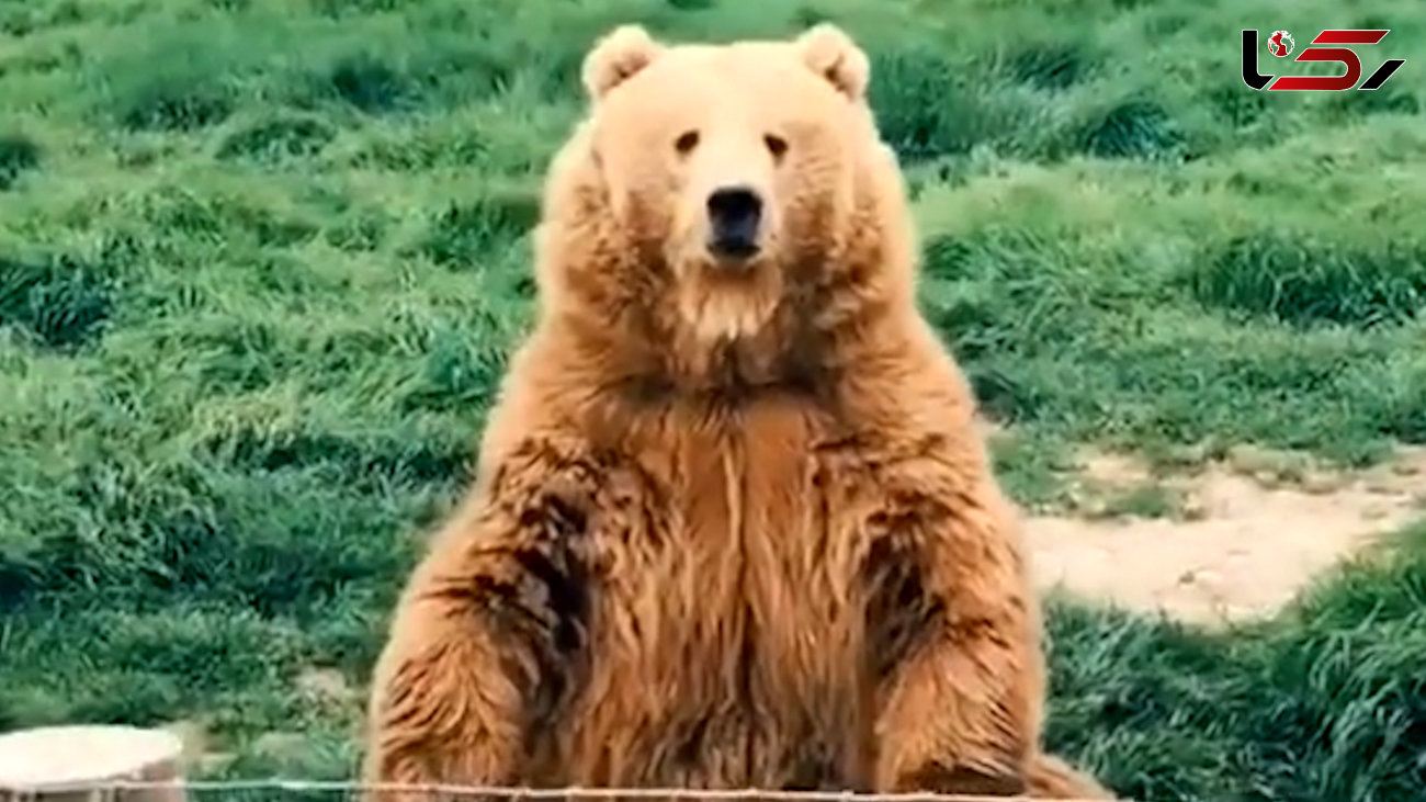 این خرس جواب سلام شما را می دهد / فیلم