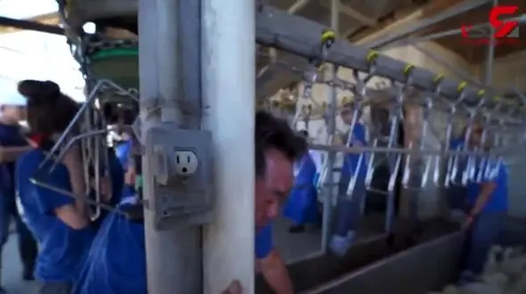 فیلم دلخراش از کشتارگاه اردک + جزییات باورنکردنی