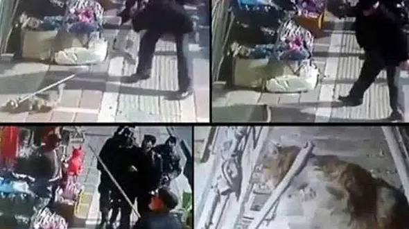 حیوان‌آزار تهرانی را می شناسید ؟ / او بلای بدی سر گربه ها می آورد +عکس