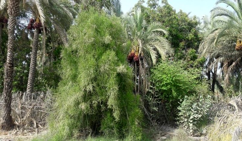 درختی در نیکشهر که نفت تولید می‌کند