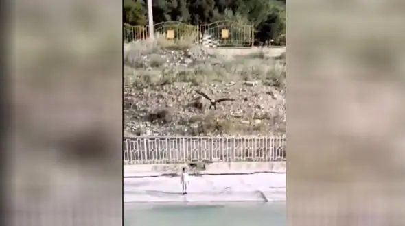 حمله ناگهانی عقاب به دختر بچه ایرانی / نجات کودک در لحظات پایانی + فیلم