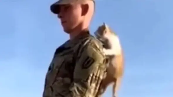 فیلم با مزه بالارفتن بچه گربه از سرباز در پادگان