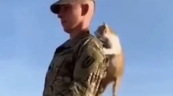 فیلم با مزه بالارفتن بچه گربه از سرباز در پادگان