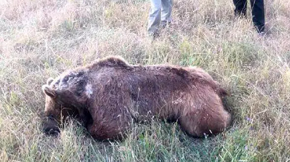 یک خرس ایرانی را در اهر کشتند! + عکس دلخراش