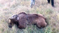 یک خرس ایرانی را در اهر کشتند! + عکس دلخراش