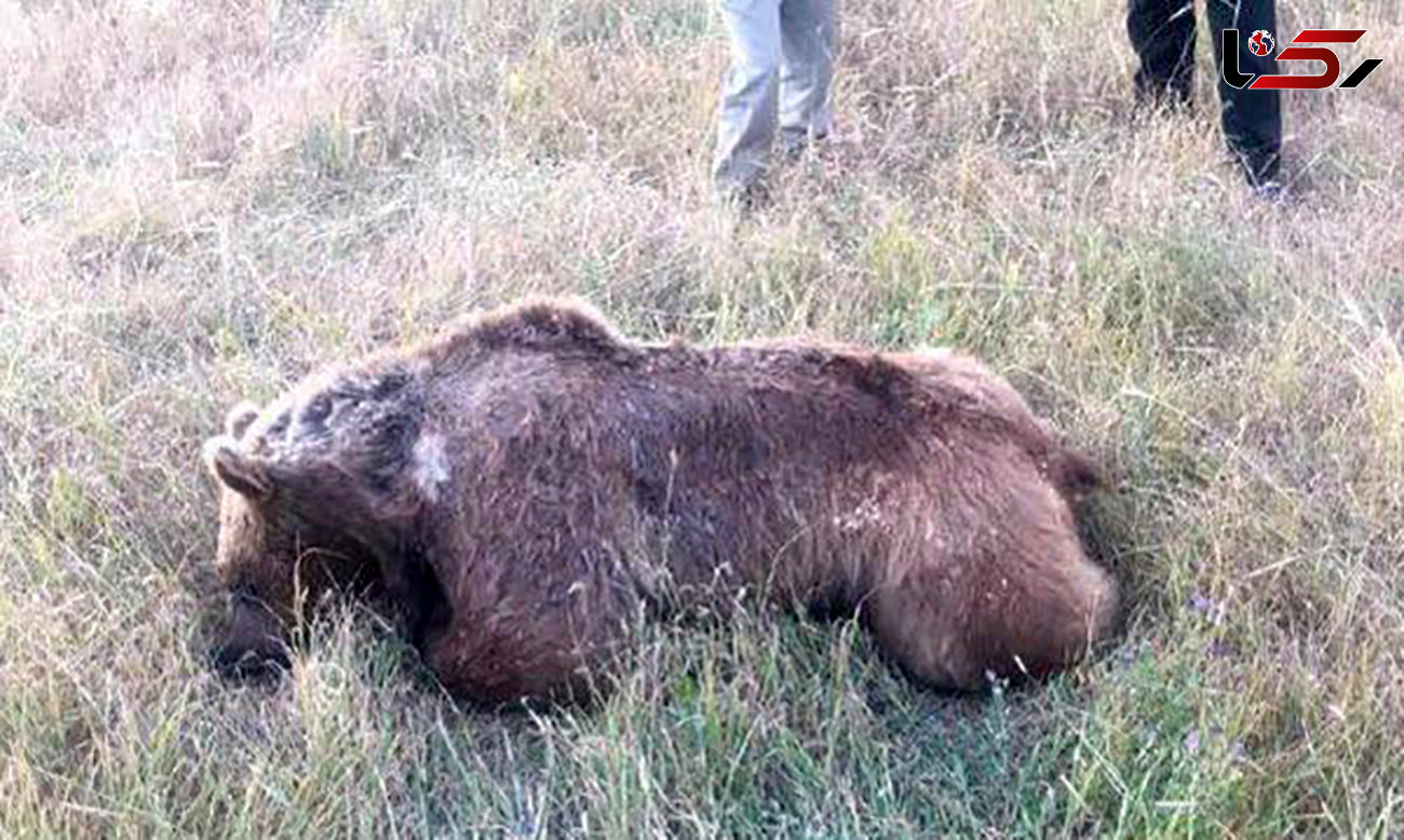 یک خرس ایرانی را در اهر کشتند! + عکس دلخراش