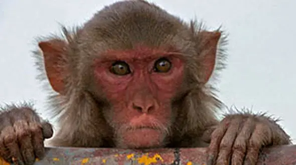 دوچرخه سواری دیدنی یک میمون + فیلم