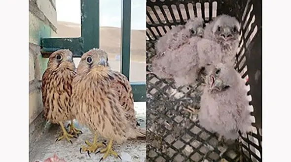 رهاسازی 3  بهله دلیجه در شهرستان گرمی