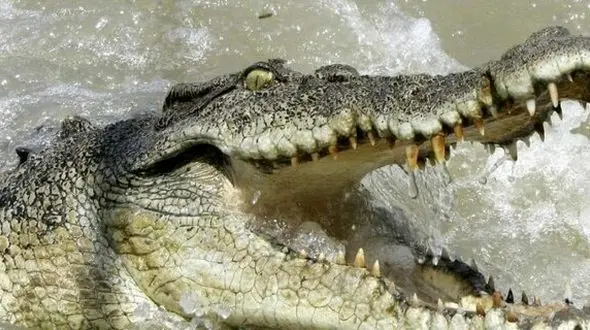 گرمای جهانی تمساح‌ها را خطرناک‌تر می‌کند