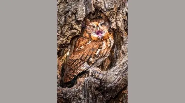 وقتی جغد هم خوابش می گیرد! + عکس