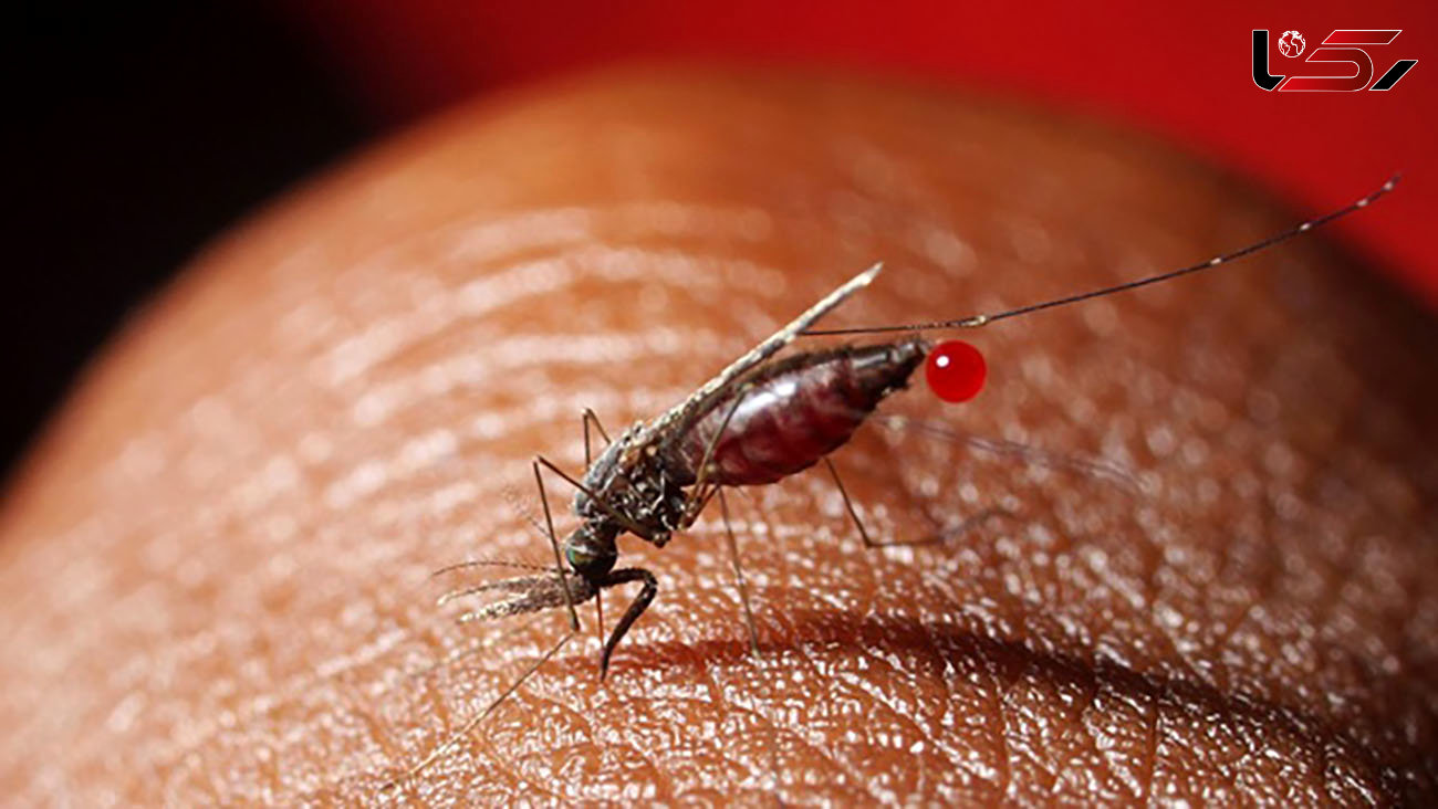 اهمیت توجه به احتمال مالاریا در بیماران تب‌دار