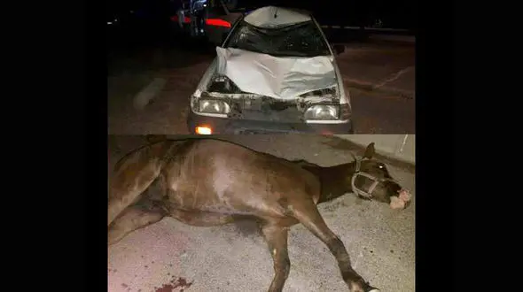 تصادف عجیب/اسب مرد و پراید مچاله شد + عکس 