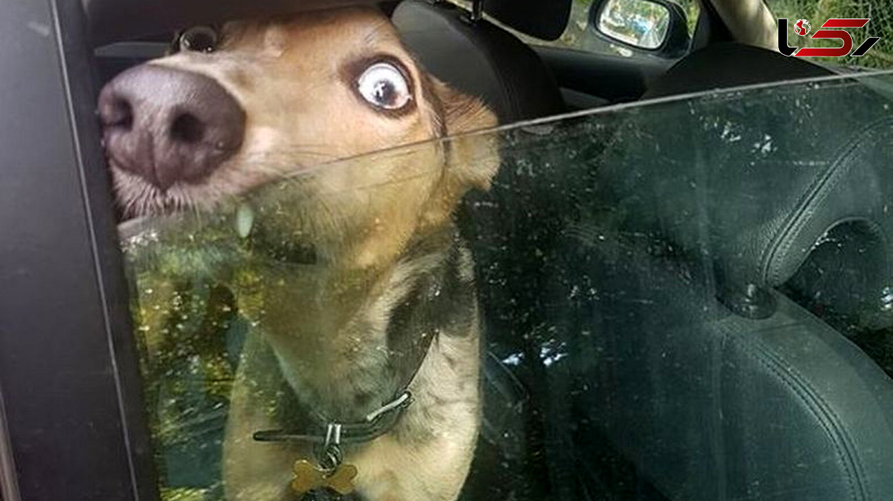 آزارهای یک راننده ، سگ بیچاره را به گریه انداخت +عکس