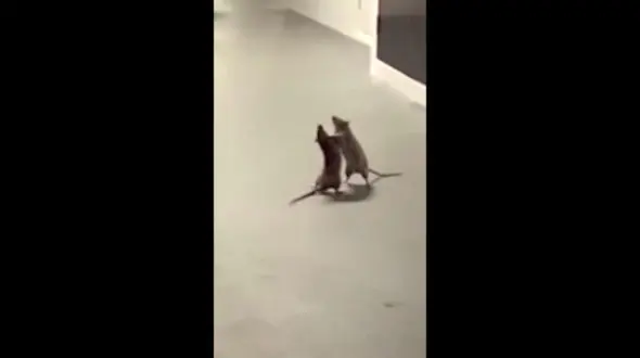 فیلم مشتزنی عجیب 2 موش شرور / فیلمبردار یک زن بود