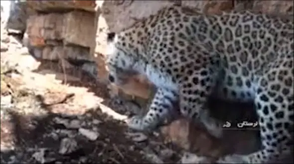 پلنگ ایرانی در خرم آباد خون به پا کرد !  + فیلم عجیب