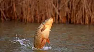 پرش شگفت‌انگیز ماهی برای شکار روی شاخه‌های درخت + فیلم 