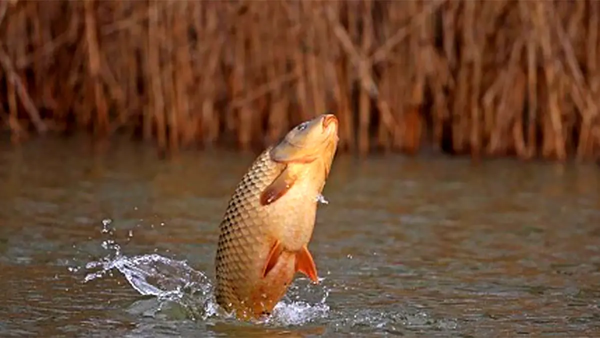 پرش شگفت‌انگیز ماهی برای شکار روی شاخه‌های درخت