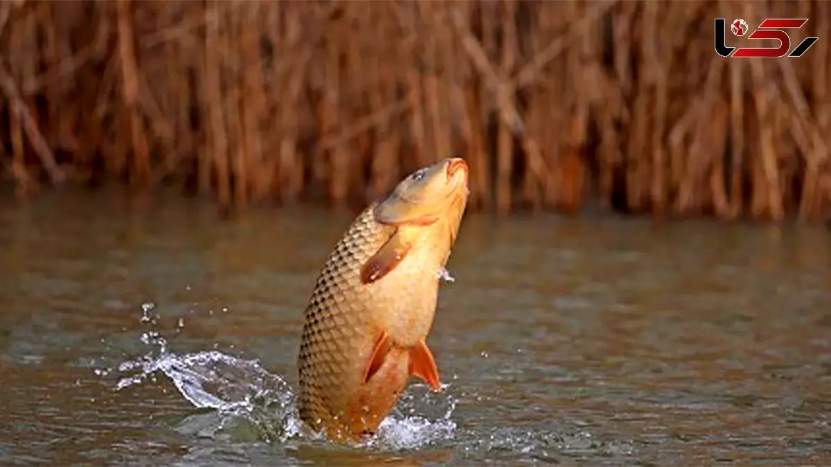پرش شگفت‌انگیز ماهی برای شکار روی شاخه‌های درخت + فیلم 