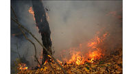 هشدار هواشناسی نسبت به وقوع آتش سوزی در جنگل ها 