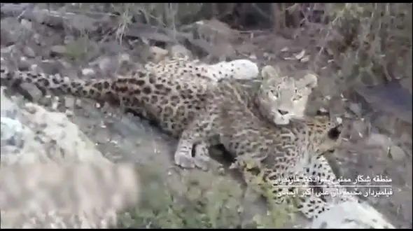 فیلمی از خانواده پلنگ ایرانی در سوادکوه