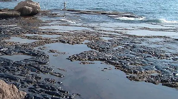 توضیحاتی در خصوص مرگ دام‌ها در رامهرمز در پی مصرف ضایعات نفتی