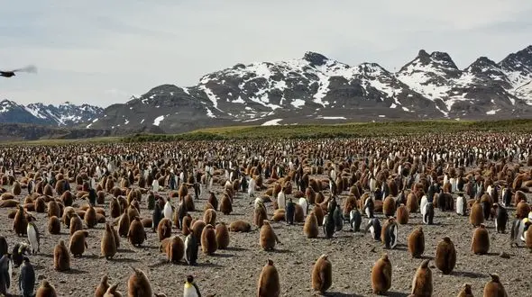شنیدن زندگی در حیات‌وحش؛ صدای همهمه هزاران پنگوئن ثبت شد + فیلم