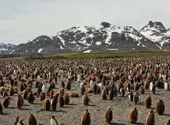 شنیدن زندگی در حیات‌وحش؛ صدای همهمه هزاران پنگوئن ثبت شد + فیلم