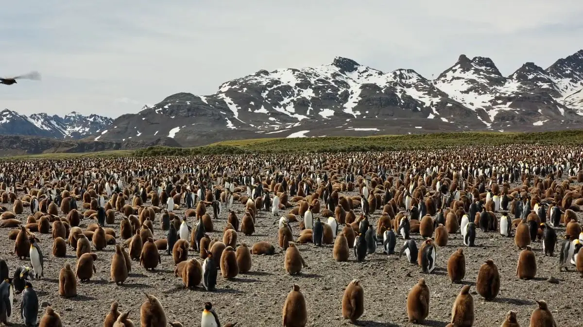 شنیدن زندگی در حیات‌وحش؛ صدای همهمه هزاران پنگوئن ثبت شد
