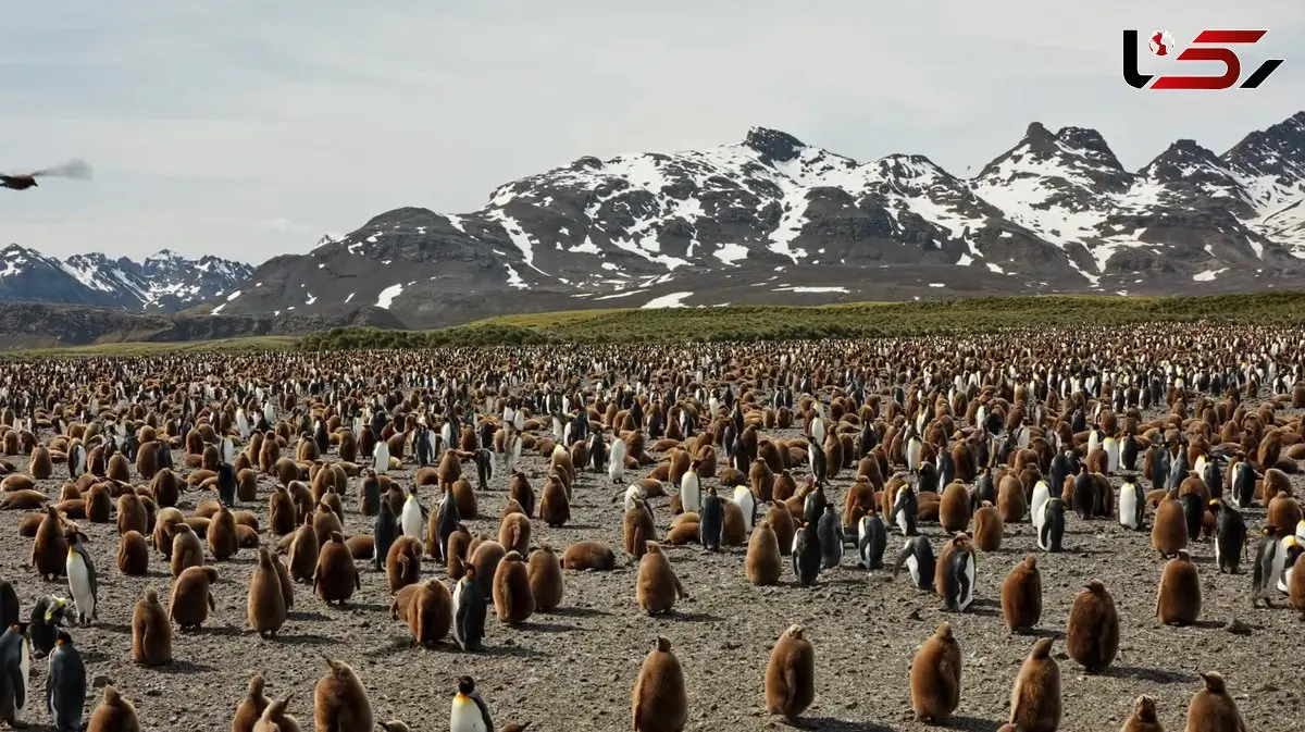 شنیدن زندگی در حیات‌وحش؛ صدای همهمه هزاران پنگوئن ثبت شد + فیلم