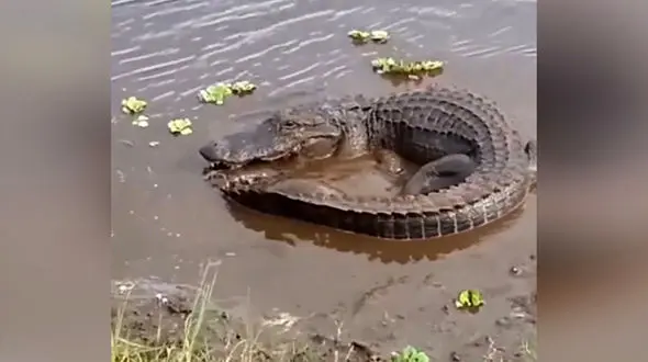 جنجال سلاخی کروکدیل های وارداتی در مشهد + فیلم دلخراش