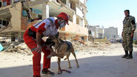 موفقیت سگ های زنده یاب در نجات  6 زلزله زده زیر آوار