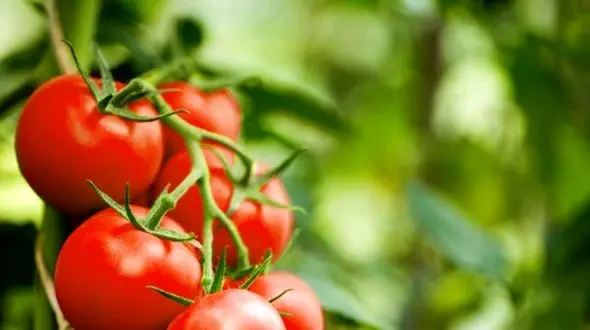 راز کاهش وزن با گوجه‌ فرنگی: چگونه وزن خود را کنترل کنیم؟
