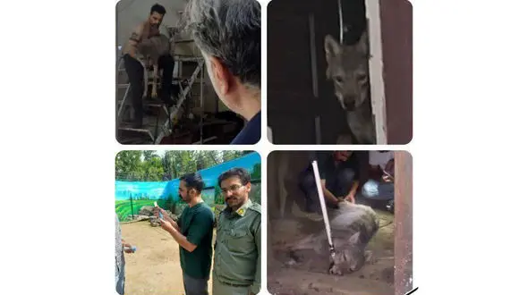 نگهداری گرگ در یک مغازه در کرج! 