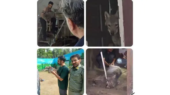 نگهداری گرگ در یک مغازه در کرج! 