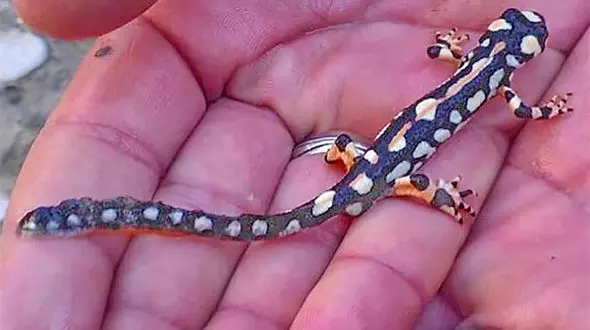 فروش « سمندر لرستانی» برای تزیین سفره هفت سین / با قاچاقچیان برخورد می شود