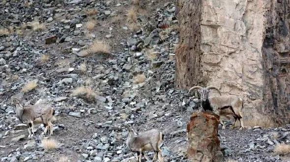 عجیب‌ترین تست جهان/ یوزپلنگ کجاست؟