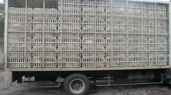 توقیف 10  کامیون پر از مرغ های غیر قانونی در رودبار
