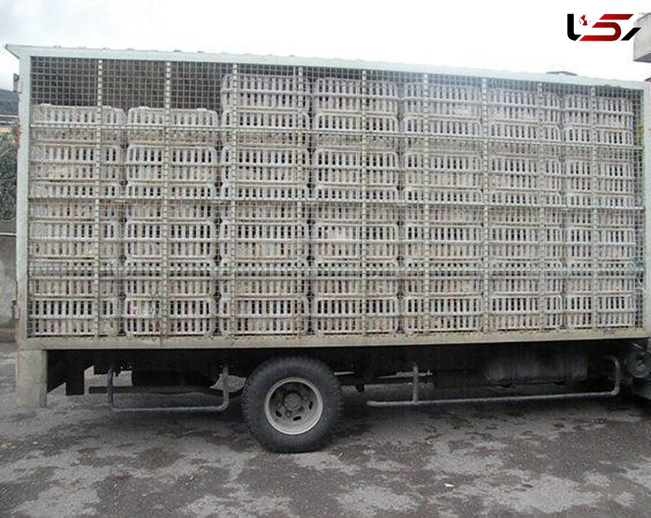 توقیف 10  کامیون پر از مرغ های غیر قانونی در رودبار

