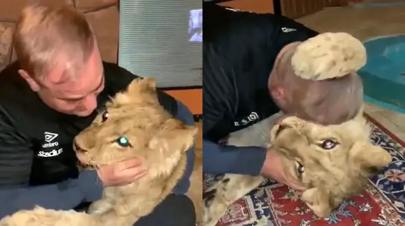 شیر وحشی حیوان خانگی مرد قزوینی شد + فیلم باورنکردنی