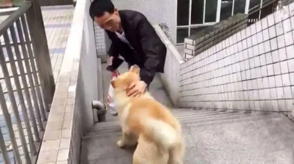 سگ وفاداری که نصف روز انتظار دیدن صاحبش را می کشد+عکس 