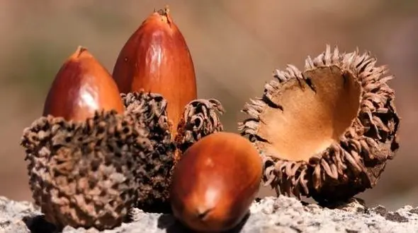 درمان بواسیر با یک میوه درختی