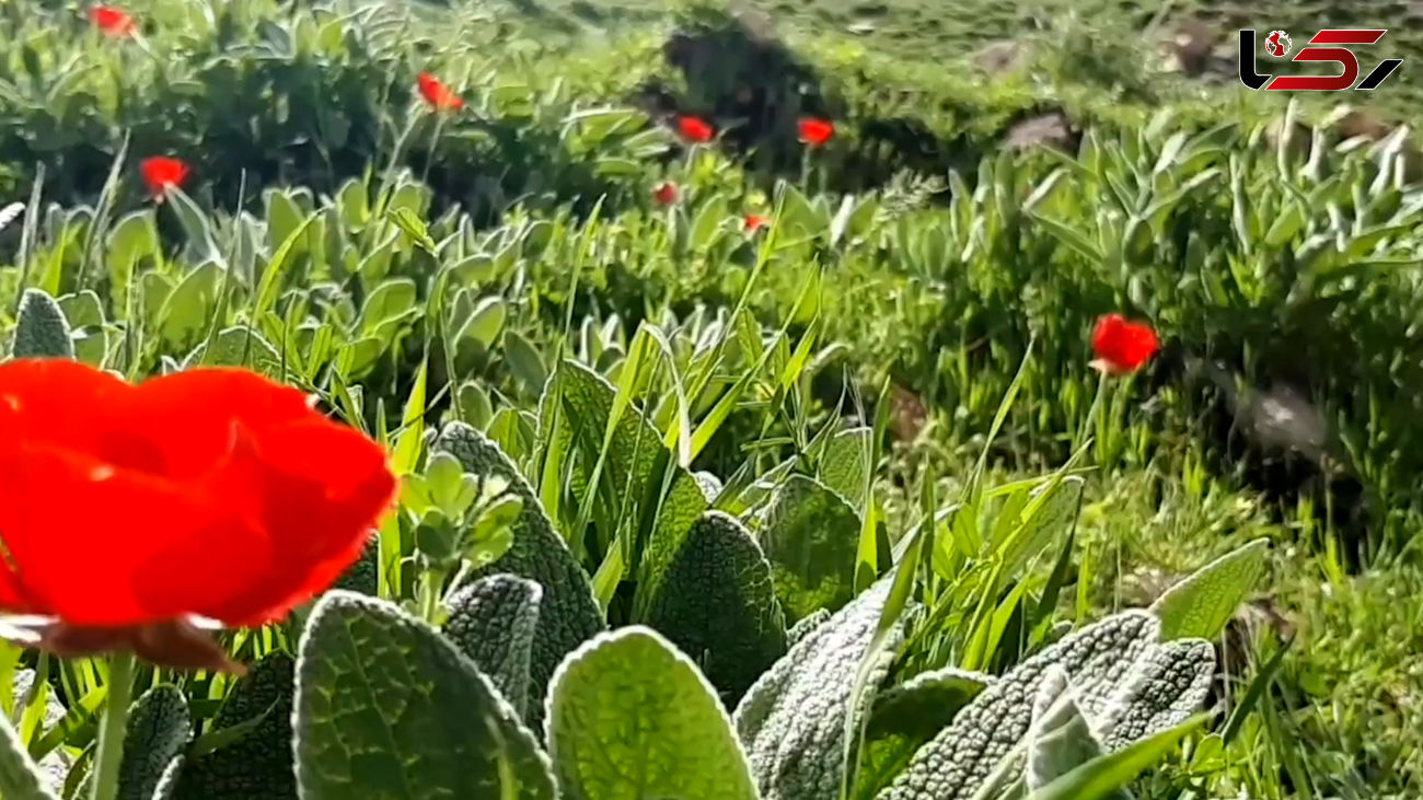 نماهنگ بی کلام و آرامش بخش با تصاویری از روستای تاریخی گردشگری "لیوس" + فیلم